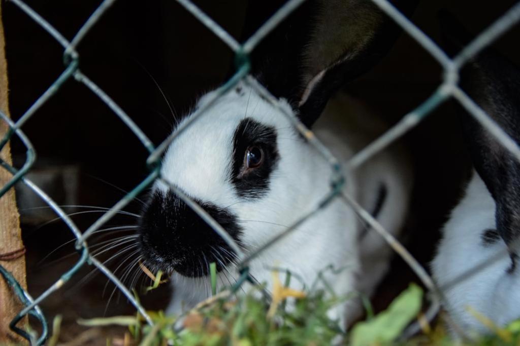 Willa Casa Alba Borşa Zewnętrze zdjęcie